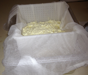 Cheese Curds in a Tallegio Mold