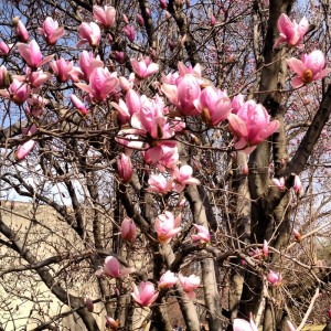 Magnolia Blooms